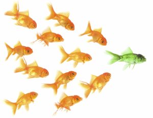 School of orange goldfish following a single green goldfish symbolizing leadership and influence